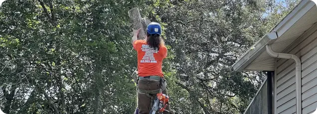 About Grand Oaks Tree Service