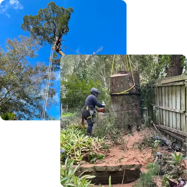 About Grand Oaks Tree Service