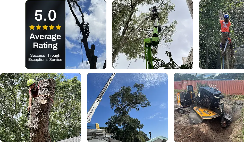 About Grand Oaks Tree Service