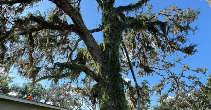 Large moss-covered oak canopy extending over a backyard with rope rigging and a lift positioned at the trunk.