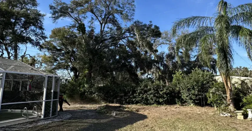 Backyard cleanup area with recently cleared vegetation and trimmed trees near a screened pool and palms.