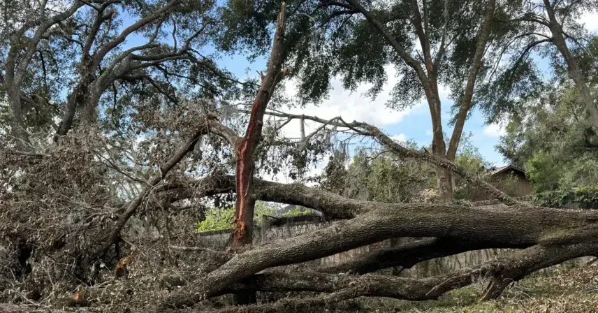 Ongoing tree removal operation with visible cut points, crew activity, and debris control.