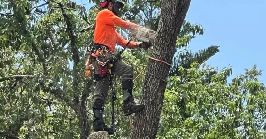 Tree maintenance scene with selective branch cuts to improve clearance and storm readiness.