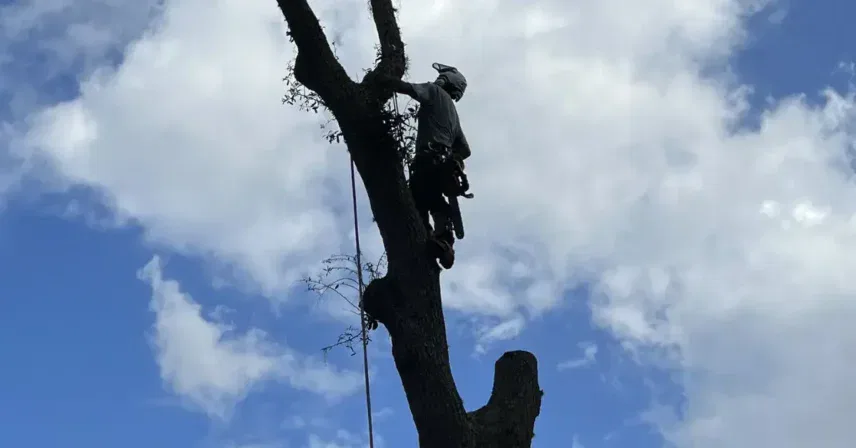 Arborist secured with ropes climbing a tree while performing maintenance work in compliance with Florida tree work safety regulations