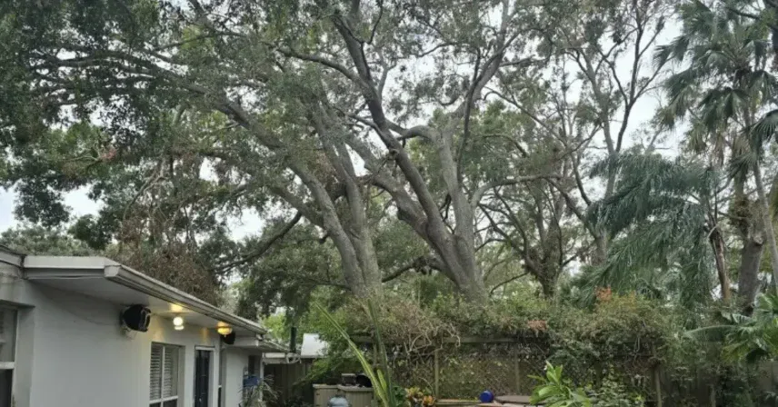 Tree maintenance scene with selective branch cuts to improve clearance and storm readiness.