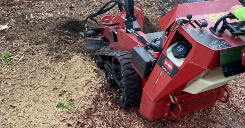 Forestry Mulching in Tampa Bay - The Modern Land Clearing Solution