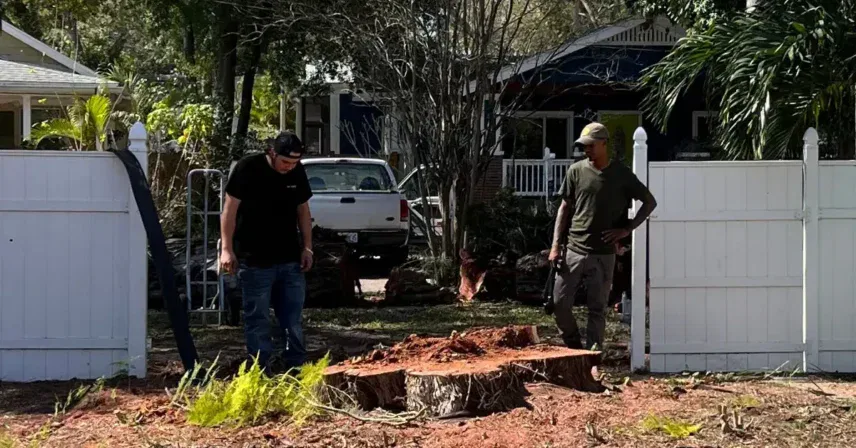 Florida's Most Common Trees and Their Stump Grinding Challenges
