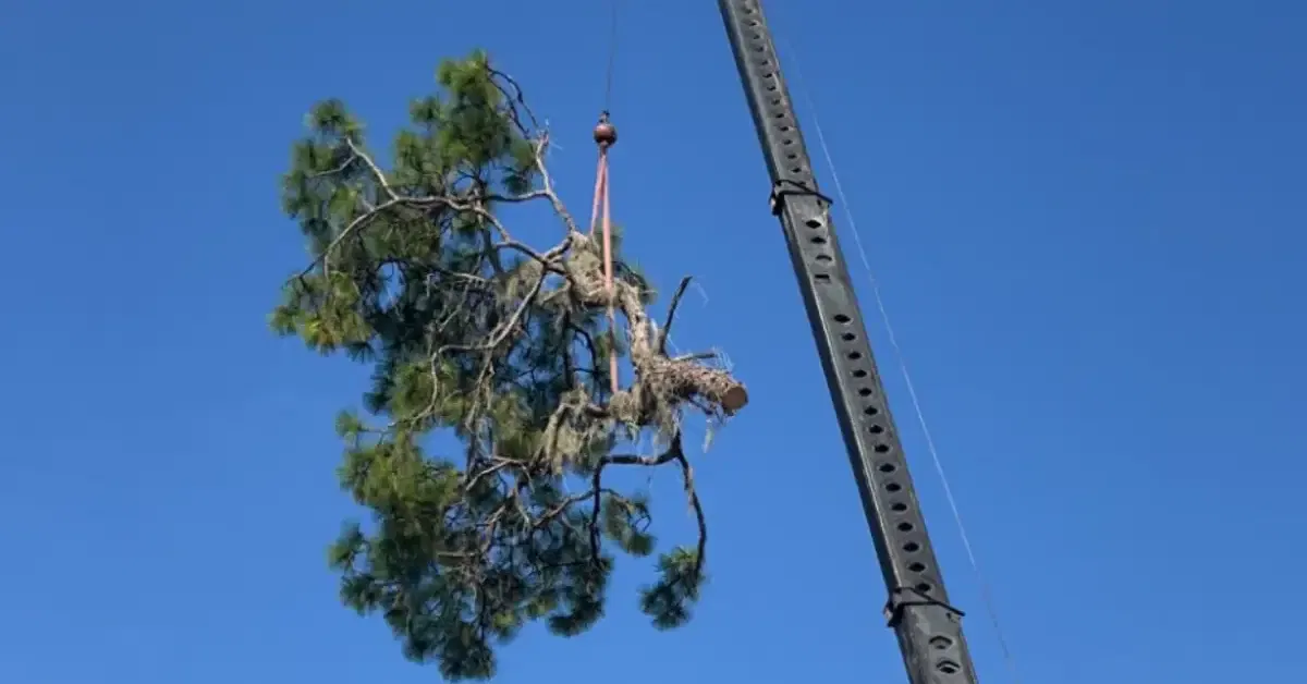 Tree Pruning activities in Pasco County, FL