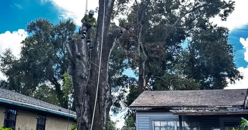 Tree removal setup with ropes and safety gear prepared for controlled cutting of heavy sections.