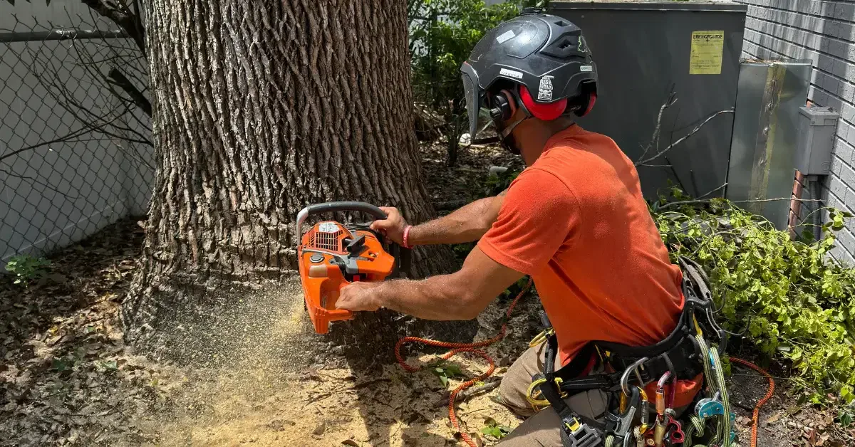 Expert Tree Removal Service in Pasco County, FL