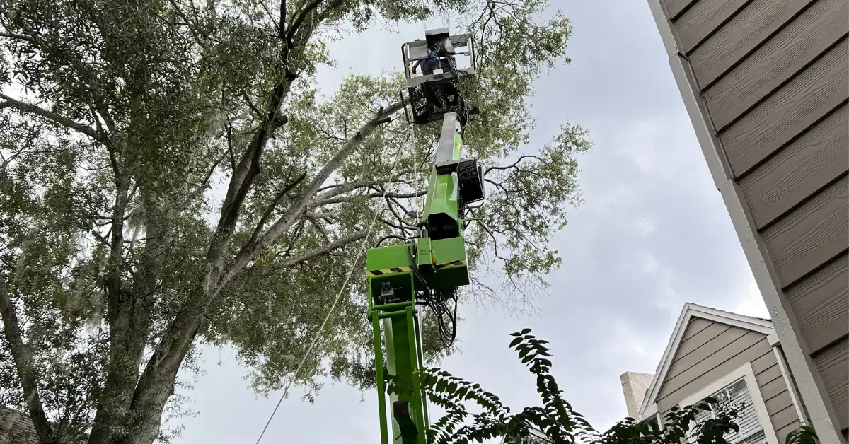 Tree Trimming Service activities in Pasco County, FL