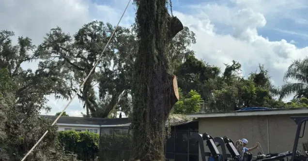 How Much Does Tree Trimming Cost in Tampa Bay?