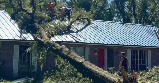 What to Do When a Tree Falls on Your Property