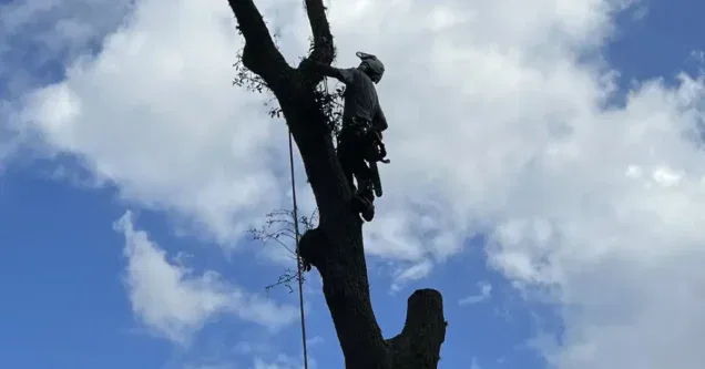 Understanding Tree Work Safety Regulations in Florida