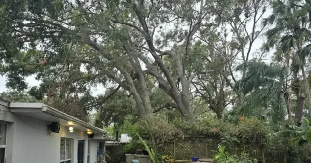 What Is a Tree Risk Assessment — And Do You Need One Before Storm Season?