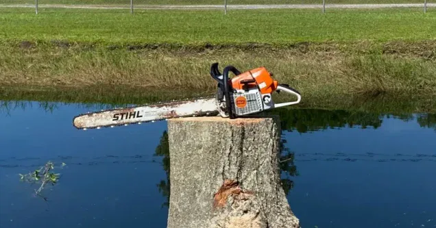 Drought Stress and Proper Watering for Central Florida Trees