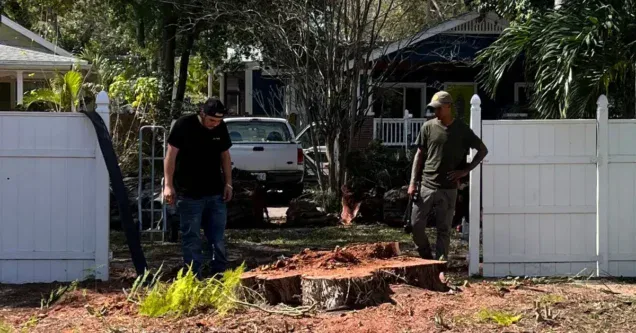 Florida’s Most Common Trees and Their Stump Grinding Challenges
