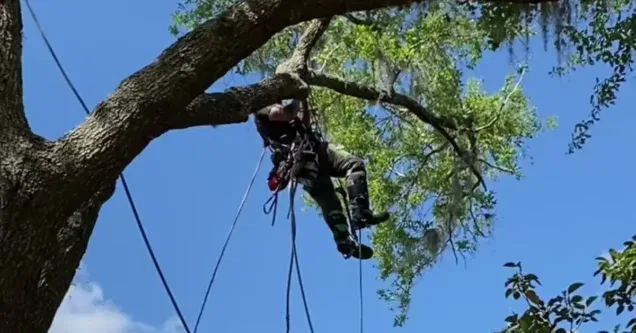 DIY Tree Trimming Dangers: Why Florida Trees Require Extra Caution