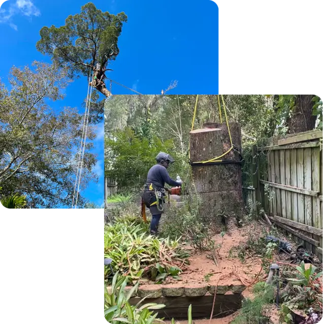About Grand Oaks Tree Service